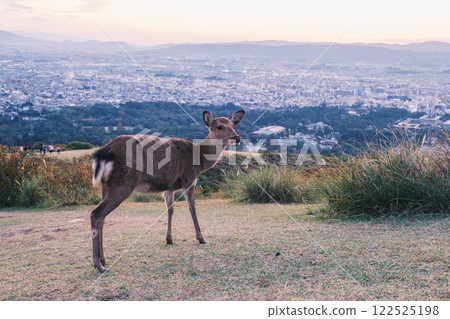 [若草山] 可愛的鹿 122525198