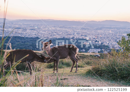 [若草山] 可愛的鹿 122525199