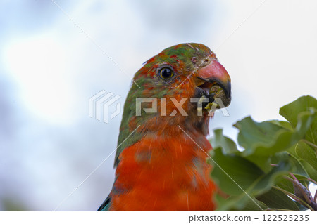 A colourful, friendly, and vibrant Australian King Parrot 122525235