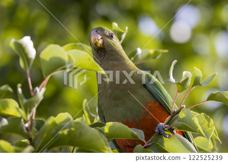 A colourful, friendly, and vibrant Australian King Parrot A colourful, friendly, and vibrant Australian King Parrot 122525239
