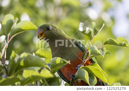 A colourful, friendly, and vibrant Australian King Parrot 122525270