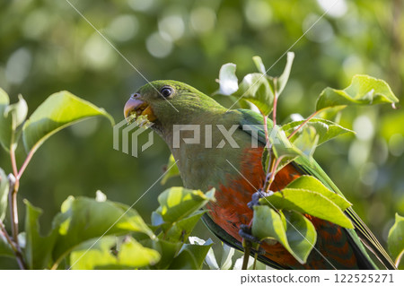 A colourful, friendly, and vibrant Australian King Parrot 122525271
