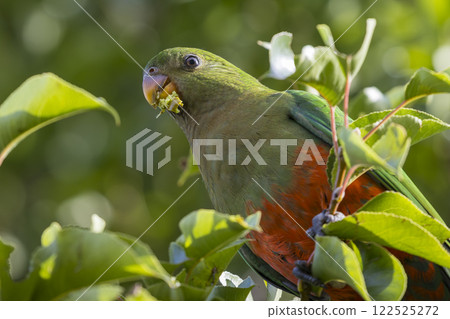 A colourful, friendly, and vibrant Australian King Parrot 122525272