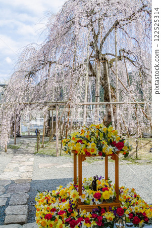 岐阜縣下呂市 | 萩原町、永養寺垂枝櫻花 4 月 岐阜縣下呂市 | 萩原町、永養寺垂枝櫻花 4 月 122525314