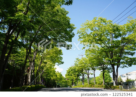 Tree trees Tree trees 122525341
