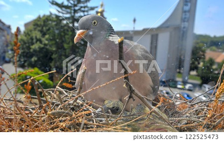 A view of a dove with young pigeons. Pigeon pair made a nest in a flower box on the windowsill. View from the living room through the glass A view of a dove with young pigeons. Pigeon pair made a nest in a flower box on the windowsill. View from the living room through the glass 122525473
