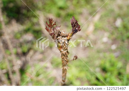 Tara bud Tara bud 122525497