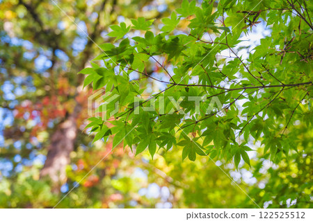[Ogami Shrine] Verdant autumn leaves 122525512