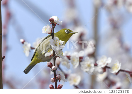 盛開的繡眼鳥（春天圖）（動態圖） 122525578