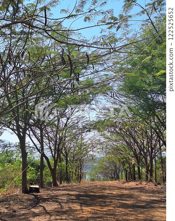 The shade scenery The shade scenery 122525652