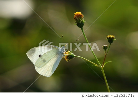 白菜蝶從花中吸食花蜜 白菜蝶從花中吸食花蜜 122525712