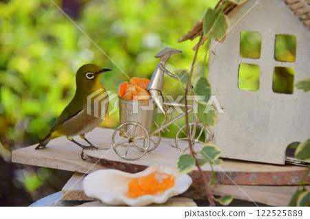 A white-eye came to eat the tangerines placed on the bird feeder. 122525889