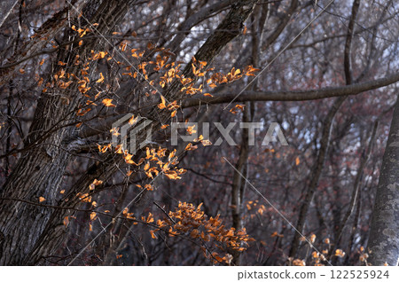 深秋森林景觀 122525924