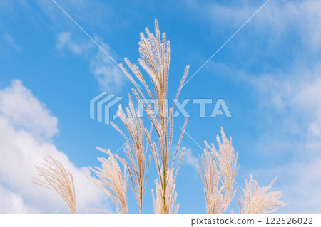 【曾爾高原】陽光下閃著金光的紫芒 【曾爾高原】陽光下閃著金光的紫芒 122526022
