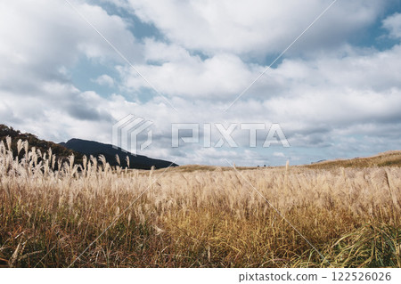 [Soni Plateau] Japanese silver grass shining golden in the sunlight 122526026