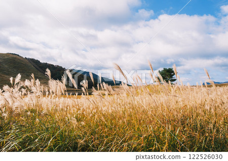 【曾爾高原】陽光下閃著金光的紫芒 122526030