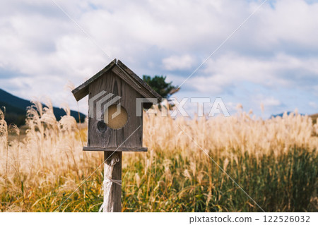 【曾爾高原】陽光下閃著金光的紫芒 【曾爾高原】陽光下閃著金光的紫芒 122526032