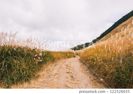 [Soni Plateau] Japanese silver grass shining golden in the sunlight 122526035