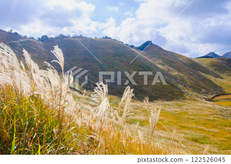 [Soni Plateau] Japanese silver grass shining golden in the sunlight 122526045
