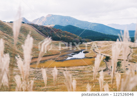 【曾爾高原】陽光下閃著金光的紫芒 122526046