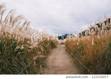 【曾爾高原】陽光下閃著金光的紫芒 122526057