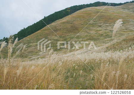 【曾爾高原】陽光下閃著金光的紫芒 122526058