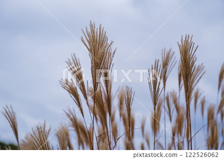 [Soni Plateau] Japanese silver grass shining golden in the sunlight 122526062