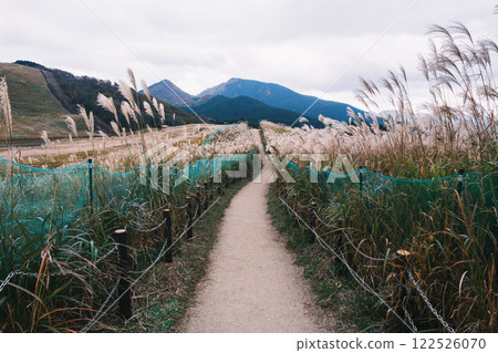 【曾爾高原】陽光下閃著金光的紫芒 122526070