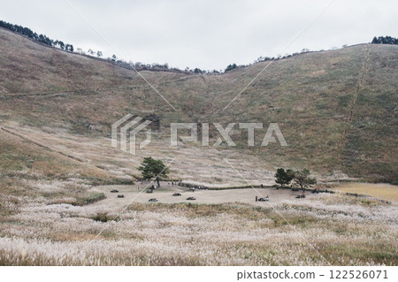 【曾爾高原】陽光下閃著金光的紫芒 122526071