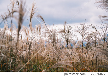 [Soni Plateau] Japanese silver grass shining golden in the sunlight 122526077
