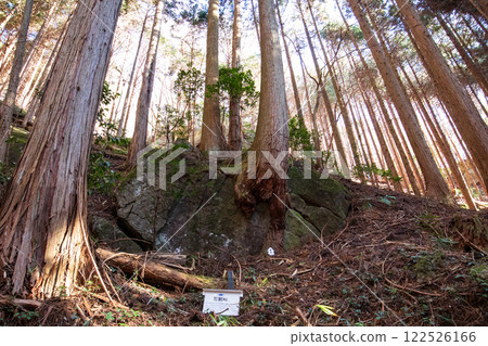 立原山裂石杉 122526166