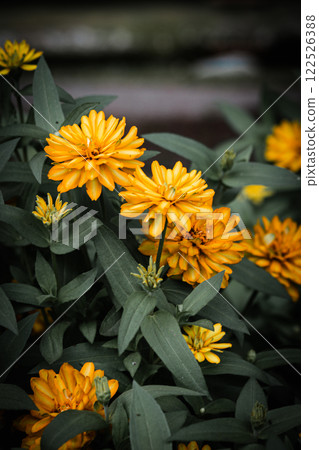 A yellow flower image A yellow flower image 122526388