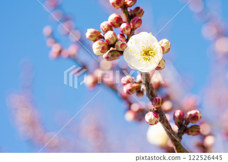 Plum blossoms and buds that shine in the blue sky 122526445