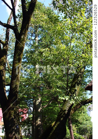 Yamazakura (Yamazakura) Yamazakura (Yamazakura) 122526529