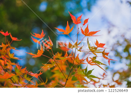 [Hasedera Temple] Beautiful autumn leaves 122526649