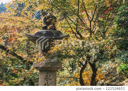 [長谷寺] 美麗的秋葉 122526651