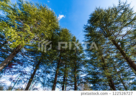 Conifer forest Conifer forest 122526727