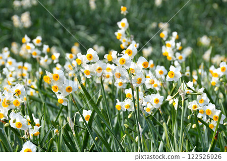 Nomozaki daffodils, Narcissus 122526926