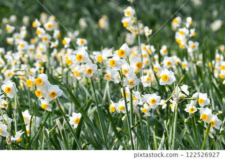 Nomozaki daffodils, Narcissus 122526927