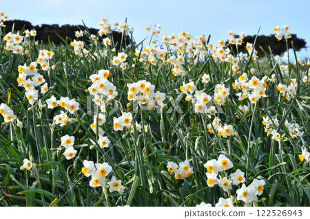 野母崎水仙、水仙 野母崎水仙、水仙 122526943