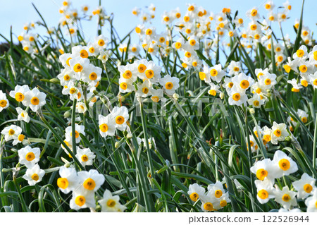 野母崎水仙、水仙 122526944