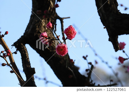 冬季花園裡盛開的粉紅色梅花 122527061