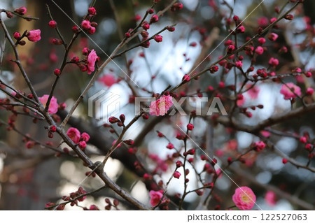 Pink plum blossoms blooming in a winter garden Pink plum blossoms blooming in a winter garden 122527063