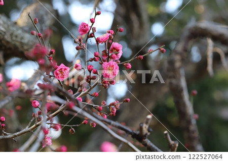 Pink plum blossoms blooming in a winter garden 122527064