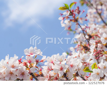 Cherry blossoms under the blue sky Cherry blossoms under the blue sky 122527076