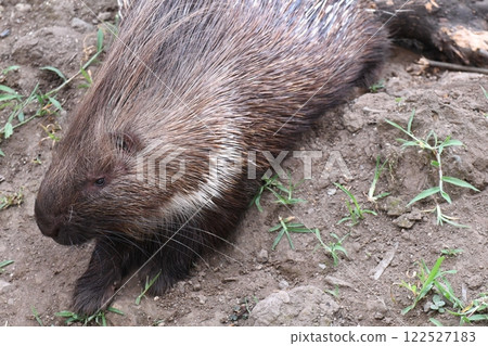 African tortrix porcupine African tortrix porcupine 122527183
