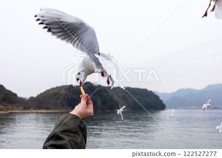 A cute black-headed gull seen at Shin-Okayama Port in Okayama Prefecture, Japan A cute black-headed gull seen at Shin-Okayama Port in Okayama Prefecture, Japan 122527277