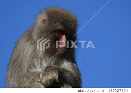 Japanese macaques Japanese macaques 122527364