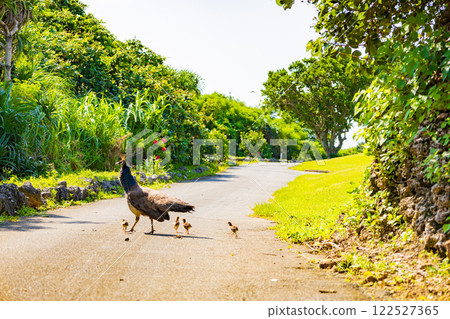 A wild peacock and its baby go for a walk searching for food on a golf course and in the grasslands of a park under the blue sky (Miyakojima City, Okinawa Prefecture) A wild peacock and its baby go for a walk searching for food on a golf course and in the grasslands of a park under the blue sky (Miyakojima City, Okinawa Prefecture) 122527365
