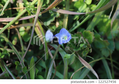 Light blue Veronica flowers blooming in a winter field Light blue Veronica flowers blooming in a winter field 122527456